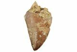 Serrated, Juvenile Carcharodontosaurus Tooth #228789-1